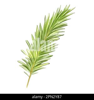 Pine Spruce Green Branches Isolated On White Background Tree Parts