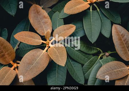 Rhododendron Yakushimanum green leafage is enhanced by natural light brown felt, making it a standout plant in summer, thriving in sun. Stock Photo