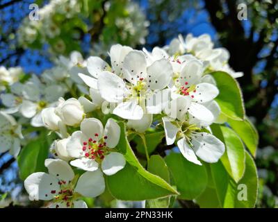 Spring time. Wild pear tree branch with the blooming flowers on a blurred background. Spring garden in flowering. Buds of white blooming flowers Stock Photo