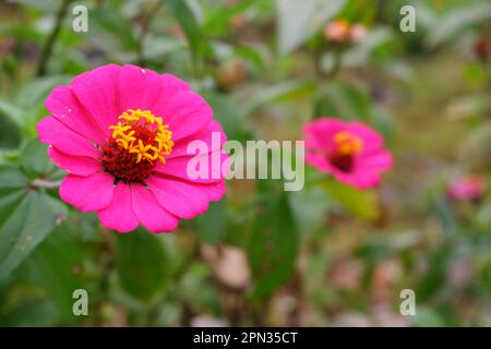 Pink flower with blur background Stock Photo
