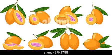 Marian plum fruits Stock Vector