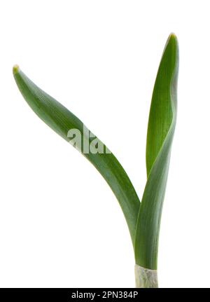 Snowdrop leaves isolated on white background. Beautiful spring flowers Stock Photo