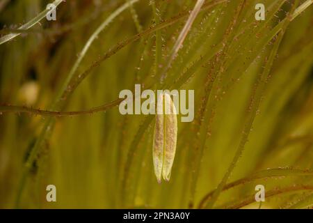 Corn pollen and silk on ear of corn. Pollination, grain farming and agriculture concept. Stock Photo
