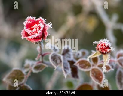 Frozen iced rose buds Stock Photo