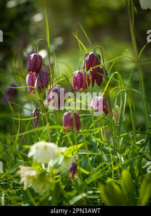 Backlit Fritillary in grass in England Stock Photo