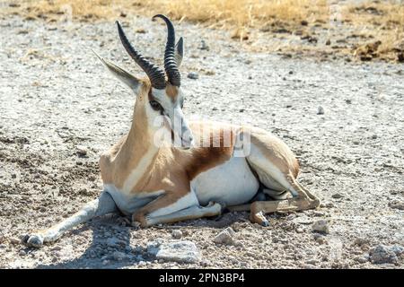 Male, horned Springbok, alert but laying down on the parched savannah plain. Stock Photo