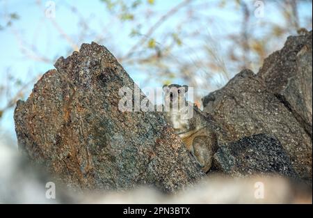 Rock Hyrax sitting, alert, between rocks against a blue sky. Stock Photo