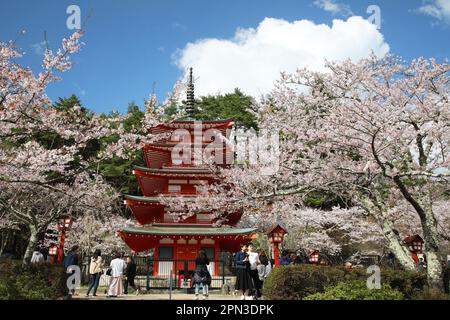 Chureito Pagoda And Cherry Blossom, Fujiyoshida, Yamanashi, Japan Stock Photo