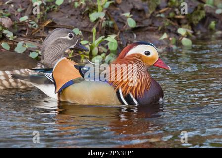 Mandarin duck (Aix galericulata) on the River Tay in Perth, Perthshire, Scotland, UK. Stock Photo
