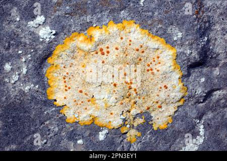 Caloplaca aurantia is a common crustose lichen found on sunny,  calcareous rocks and tombstones.. It has a wide distribution. Stock Photo