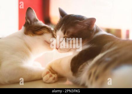 Two cats cleaning each other's fur Stock Photo