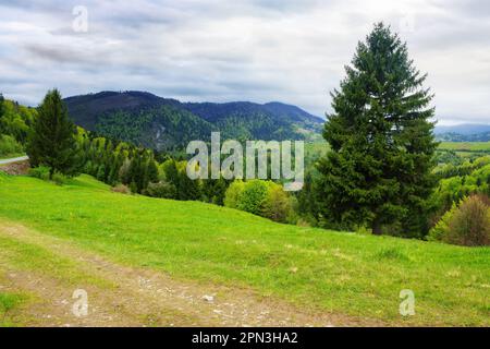 forested landscape of ukrainian mountains. carpathian countryside scenery in spring season Stock Photo