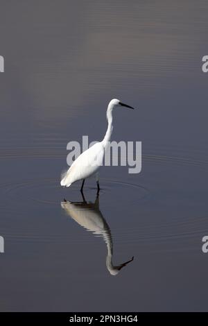 Little egret (Egretta garzetta) wading in the water, hunting food, facing right Stock Photo
