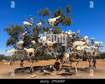 Morocco, Africa: goats on an argan tree eating its fruits in the argan plain between Marrakech and Essaouira Stock Photo