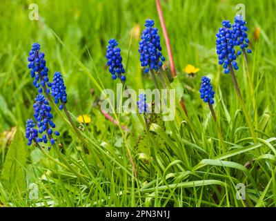 Naturalised blue spring flowering spikes of grape hyacinth bulbs, Muscari armenaicum, in a UK meadow Stock Photo