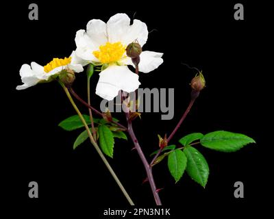 White, single, early summer fragrant flowers of the rambling field rose or Shakespeare's musk rose, Rosa arvensis, on black Stock Photo