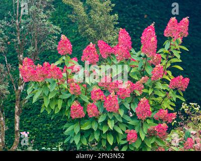Full autumn red colour of the flower heads of the hardy Hydrangea paniculata 'Pinky Winky' Stock Photo