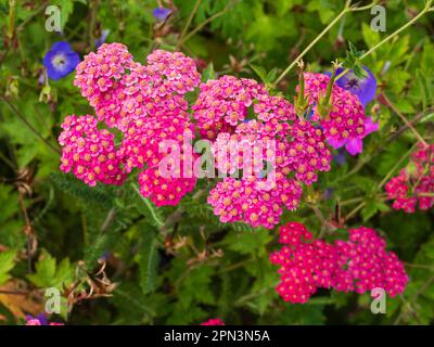 Pink blooms in the flower heads of the hardy perennial yarrow, Achille millefolium 'Paprika' Stock Photo