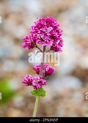 Pink summer flowers of the UK naturalised wildflower, Centranthus ruber, red valerian Stock Photo