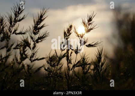 A scenic view of a sunlit meadow with tall grass and trees silhouetted against the sky Stock Photo