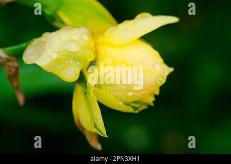 yellow spring flowers in springtime covered with rain of water drops Stock Photo