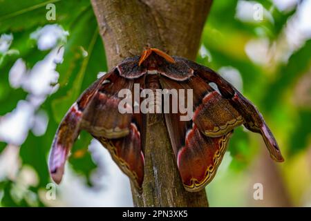 beautiful Attacus atlas butterfly insect Stock Photo