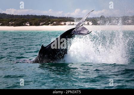 Wild big Humpback whale jumping, breaching, in the ocean in front of the australian coast, Australia Stock Photo