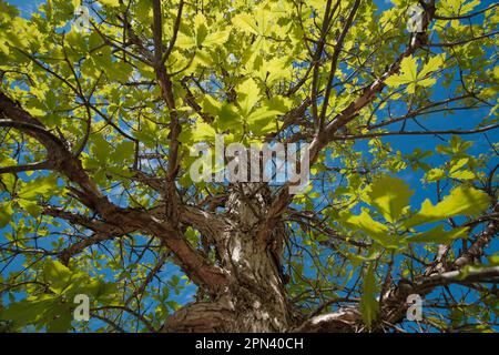 Blue sky in spring showing through the canopy of oak tree with textured bark. Stock Photo