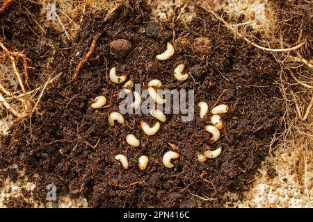 Vine Weevil Otiorhynchus sulcatus the fat cream coloured grubs feeding on plant roots Stock Photo