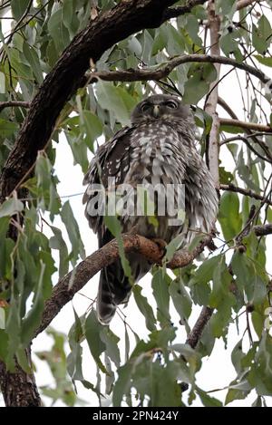 Barking Owl (Ninox connivens connivens) adult perched in day roost in gum tree  south-east Queensland.                March Stock Photo