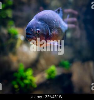 Freshwater piranha calmly swimming in the aquarium against the background of colorful plants. Stock Photo