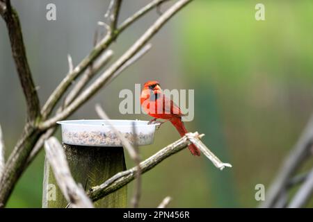northern cardinal male perch on feeder Stock Photo