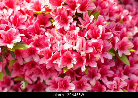 Spring delicate flowers Stock Photo