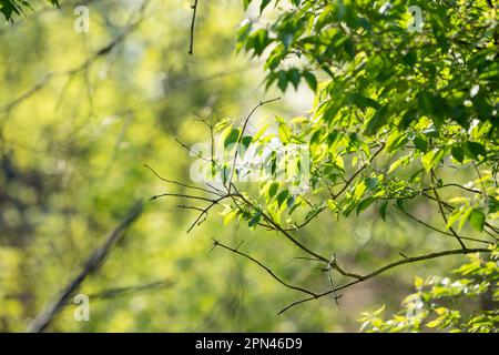 green backdrop Stock Photo