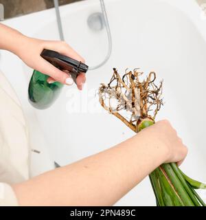 A woman gardener sprays the roots of a houseplant in a home bath with a spray gun. Treatment of the roots of domestic plants from parasites and pests Stock Photo