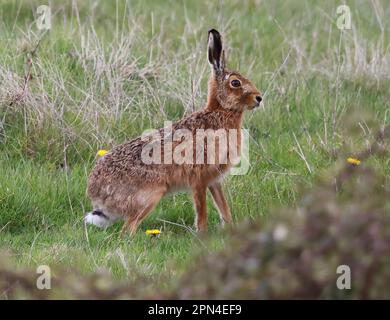 A Brown Hare in the Cotswold Hills during the springtime Gloucestershire UK Stock Photo