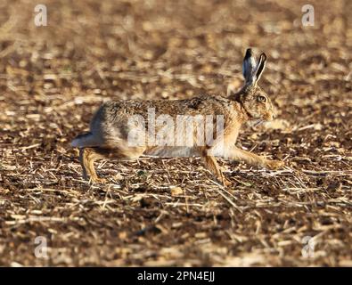 A Brown Hare in the Cotswold Hills during the springtime Gloucestershire UK Stock Photo