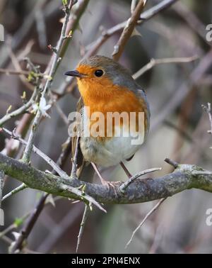 A beautiful Robin in a bramble hedge Cotswold Hills Gloucestershire UK Stock Photo