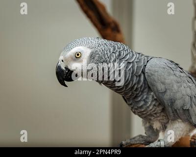 Full body portrait of a gray parrot sitting on a branch Stock Photo