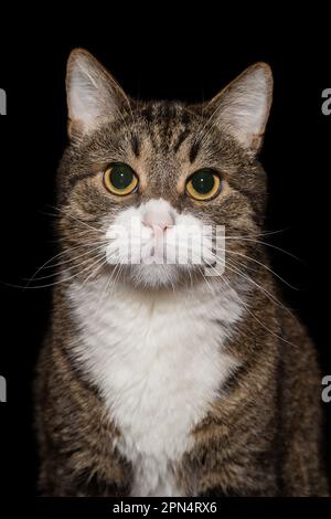 Portrait of a gray and striped cat on a black background Stock Photo