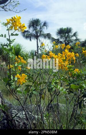 Savanna biome (called cerrado in Brazil), Brazilian  Highlands, Goias State, Brazil: Senna corifolia var. caesia (family Fabaceae or Leguminosae). The cerrado is a biodiversity hotspot. Stock Photo