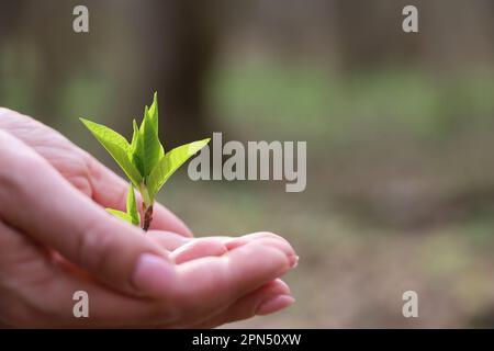 Female hands with green sprouts in spring forest. Concept of ecology, World Environment Day Stock Photo