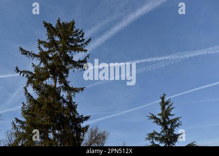 Two fir trees and blue sky dappled with white lines. Stock Photo