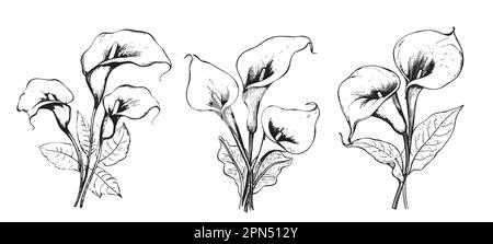 Lilies calla Set sketch hand drawn in doodle style illustration Stock Vector