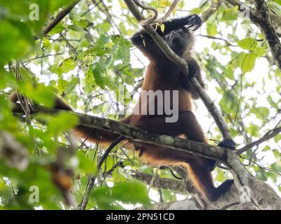 Geoffroy's spider monkey (Ateles geoffroyi) at Corcovado National Park, Osa Peninsula, Costa Rica Stock Photo