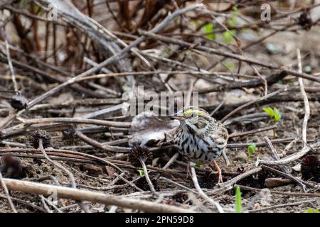 A Savannah sparrow, Passerculus sandwichensis, spring plumage feeding on seeds in a garden in Speculator, NY USA in the Adirondack Mountains. Stock Photo