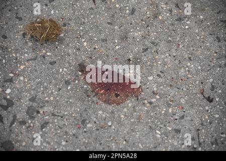 Newark, United States. 16th Apr, 2023. Blood is seen spattered at the crime scene on the sidewalk. Authorities investigate a shooting on Clinton Place and Millington Avenue. Police found a person with a gunshot wound, no further information was immediately available from Newark police or the Essex County Prosecutor's Office. (Photo by Kyle Mazza/SOPA Images/Sipa USA) Credit: Sipa USA/Alamy Live News Stock Photo