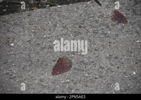 Newark, United States. 16th Apr, 2023. Blood is seen spattered at the crime scene on the sidewalk. Authorities investigate a shooting on Clinton Place and Millington Avenue. Police found a person with a gunshot wound, no further information was immediately available from Newark police or the Essex County Prosecutor's Office. (Photo by Kyle Mazza/SOPA Images/Sipa USA) Credit: Sipa USA/Alamy Live News Stock Photo