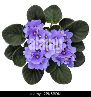 Blue Violet Saintpaulia flower isolated on white background. African Saintpaulia houseplant. Top view. Stock Photo