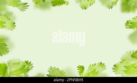 Flying Fresh Coriander leaves on a light green background for recipes. Organic spices, Spicy and fragrant herbs. Floating food Creative concept. Stock Photo
